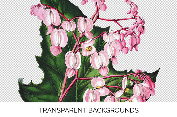 Begonia Verschaffeltii Vintage Flora in Illustrations - product preview 2