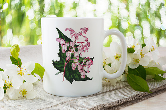 Begonia Verschaffeltii Vintage Flora in Illustrations - product preview 3