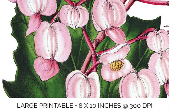 Begonia Verschaffeltii Vintage Flora in Illustrations - product preview 4