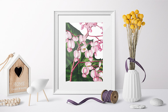 Begonia Verschaffeltii Vintage Flora in Illustrations - product preview 5