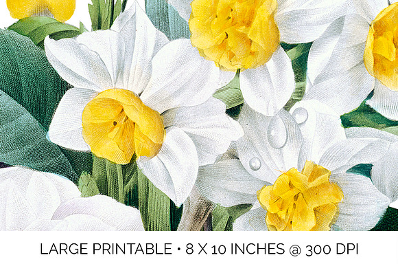 camellia daffodil bouquet Vintage in Illustrations - product preview 4