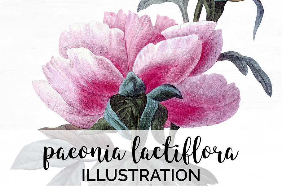 Peony Clipart Pink Flowers in Illustrations - product preview 8