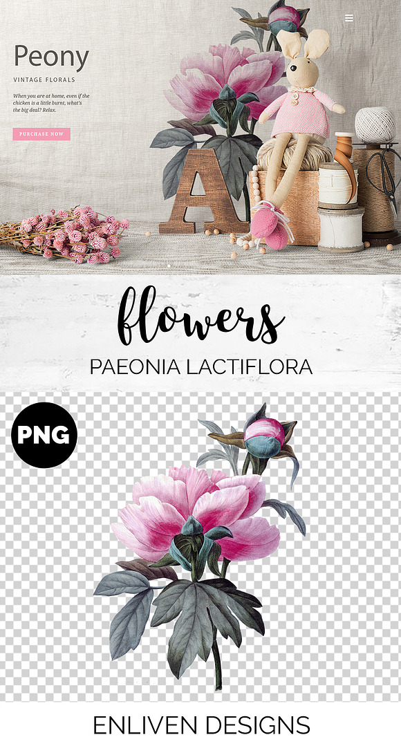 Peony Clipart Pink Flowers in Illustrations - product preview 1