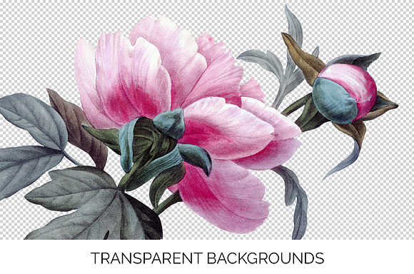 Peony Clipart Pink Flowers in Illustrations - product preview 2