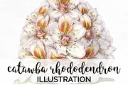 catawba rhododendron Vintage Flowers