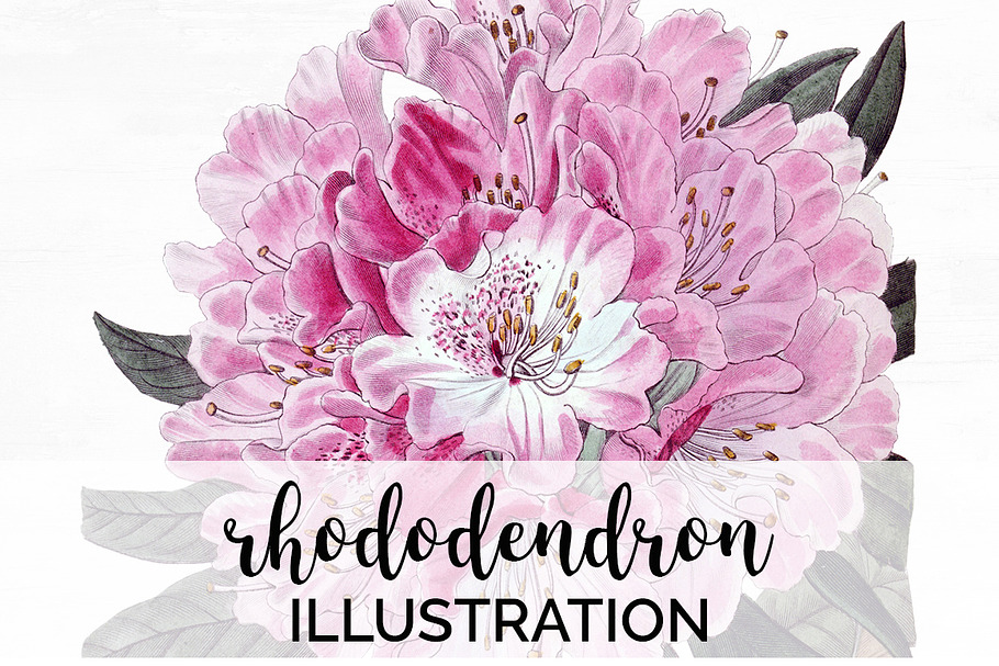 rhododendron Vintage Flowers in Illustrations - product preview 8