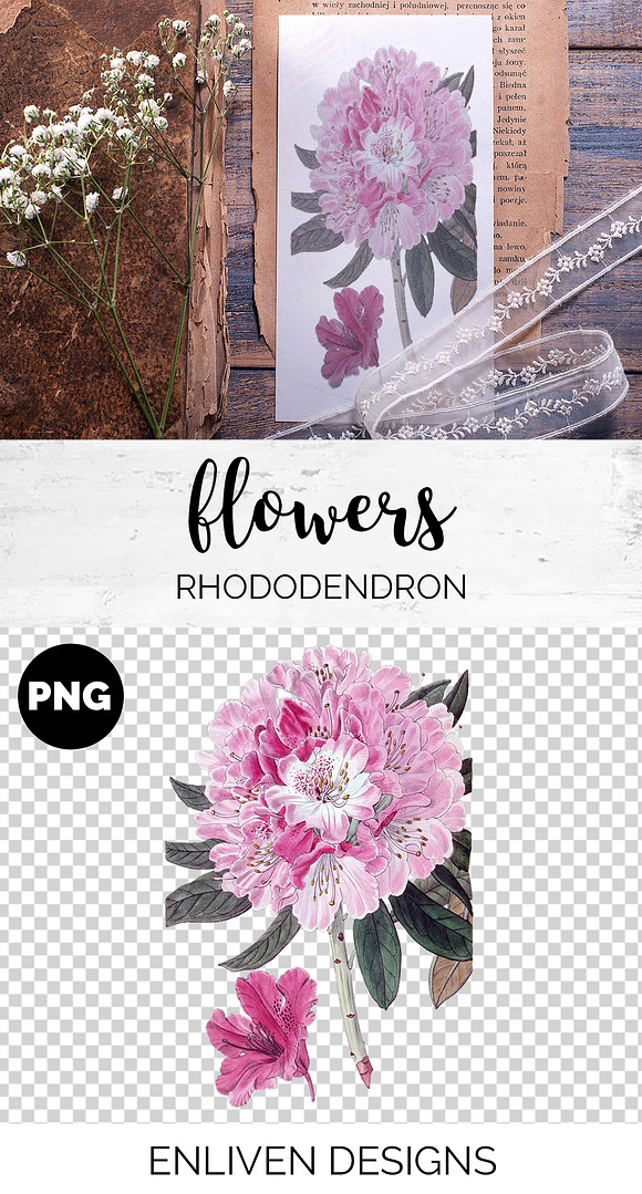 rhododendron Vintage Flowers in Illustrations - product preview 1