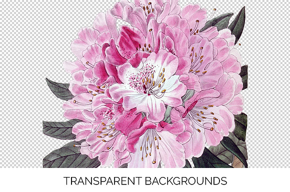 rhododendron Vintage Flowers in Illustrations - product preview 2