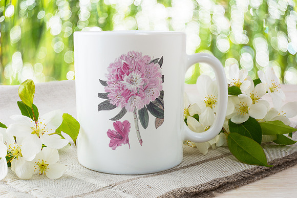 rhododendron Vintage Flowers in Illustrations - product preview 3