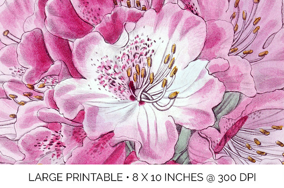 rhododendron Vintage Flowers in Illustrations - product preview 4