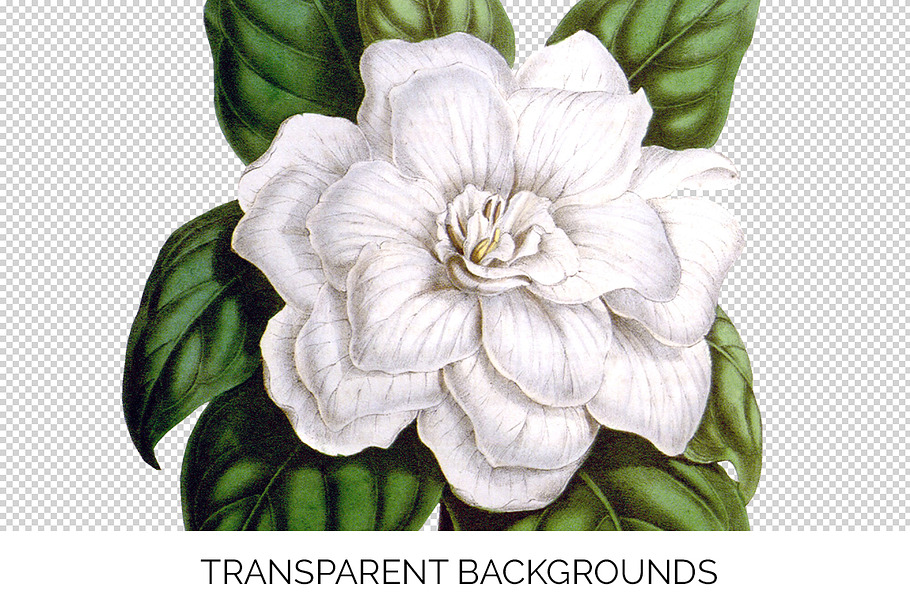 florida gardenia Vintage Flowers in Illustrations - product preview 8