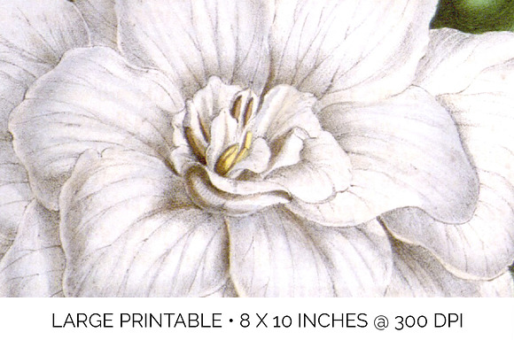 florida gardenia Vintage Flowers in Illustrations - product preview 2
