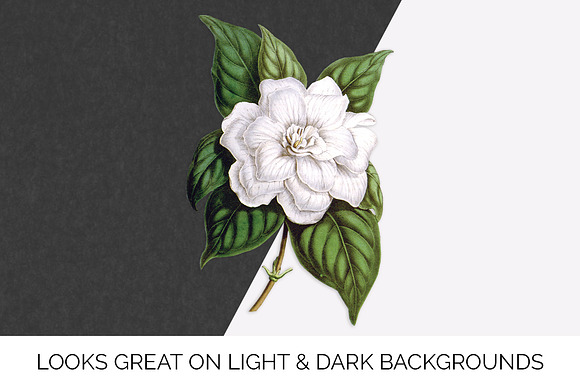 florida gardenia Vintage Flowers in Illustrations - product preview 4