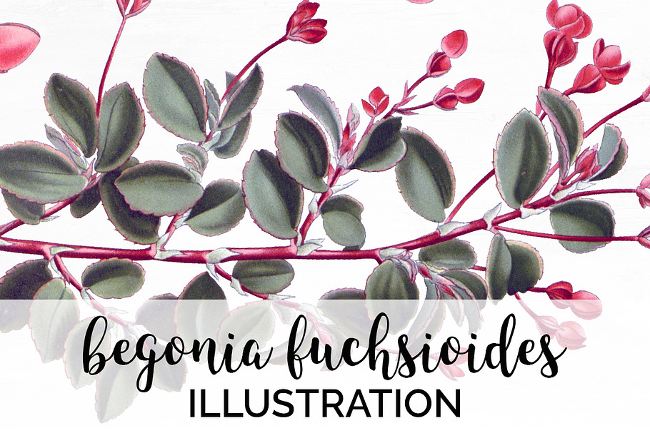 begonia fuchsioides Vintage Flowers in Illustrations - product preview 8
