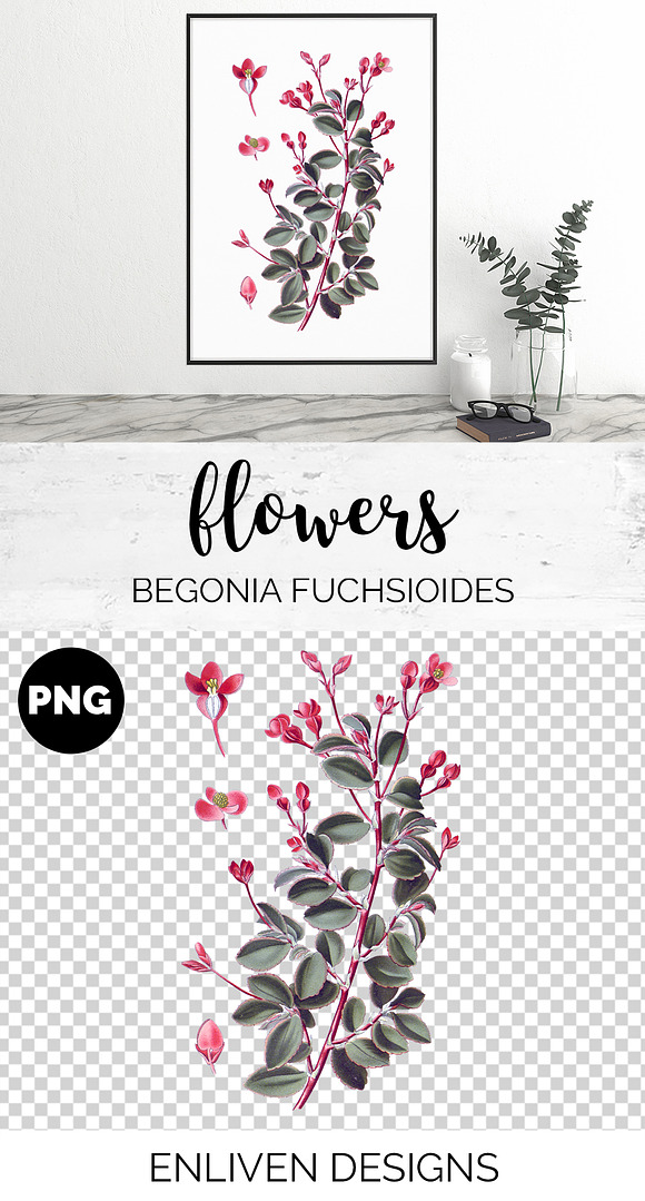 begonia fuchsioides Vintage Flowers in Illustrations - product preview 1