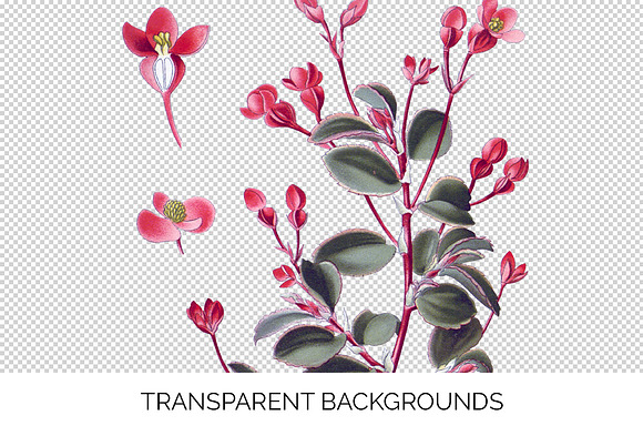 begonia fuchsioides Vintage Flowers in Illustrations - product preview 2