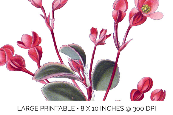 begonia fuchsioides Vintage Flowers in Illustrations - product preview 4