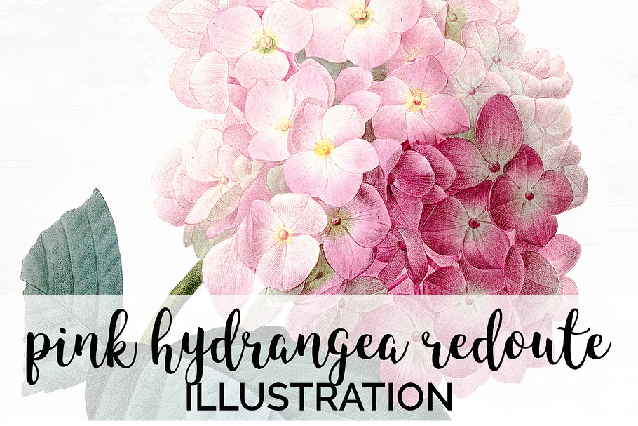pink hydrangea Vintage Flowers in Illustrations - product preview 8