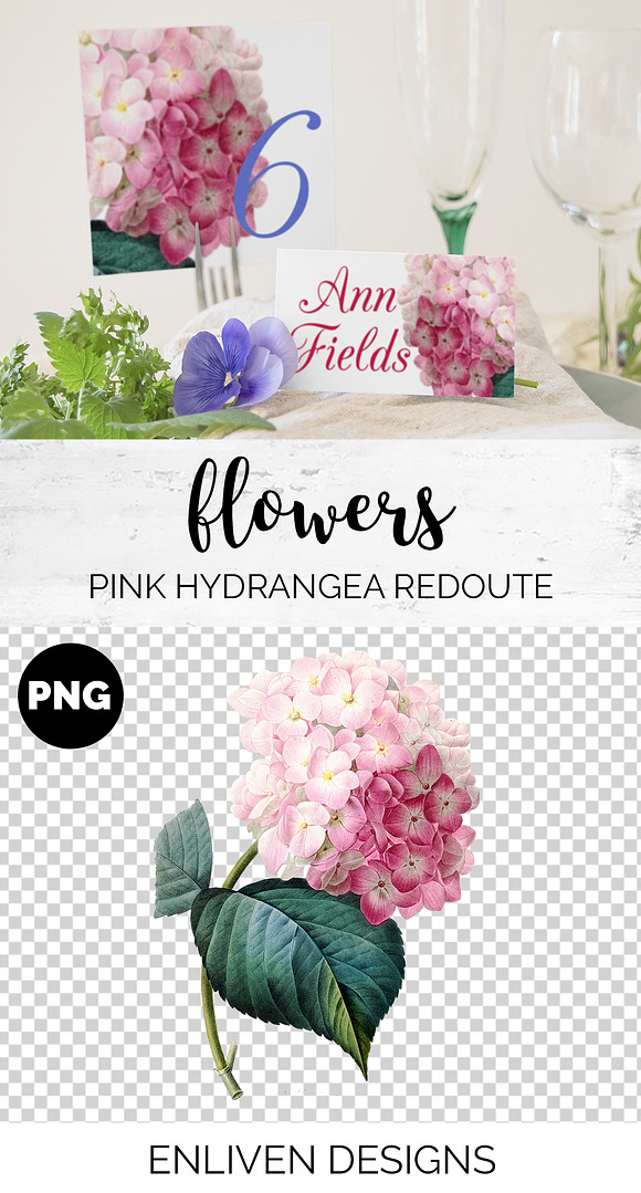 pink hydrangea Vintage Flowers in Illustrations - product preview 1