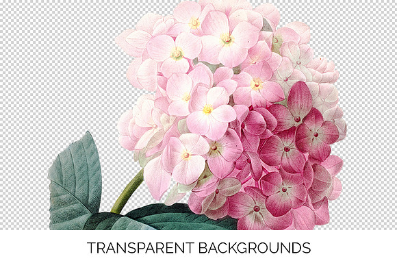 pink hydrangea Vintage Flowers in Illustrations - product preview 2