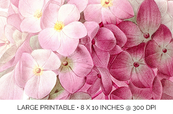 pink hydrangea Vintage Flowers in Illustrations - product preview 4