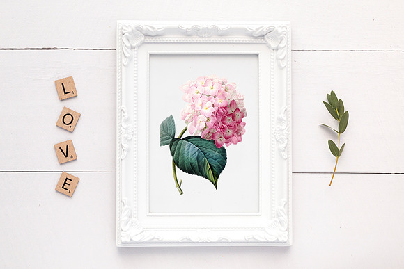 pink hydrangea Vintage Flowers in Illustrations - product preview 5