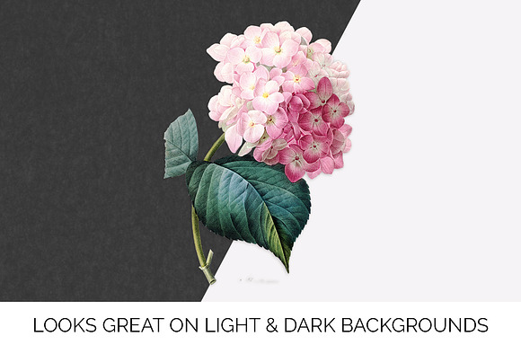 pink hydrangea Vintage Flowers in Illustrations - product preview 6