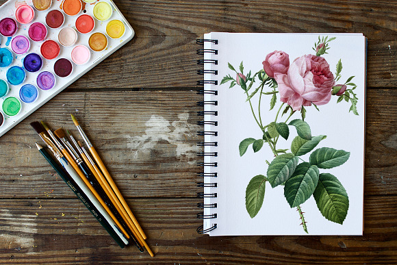 Roses Pink Roses in Illustrations - product preview 3