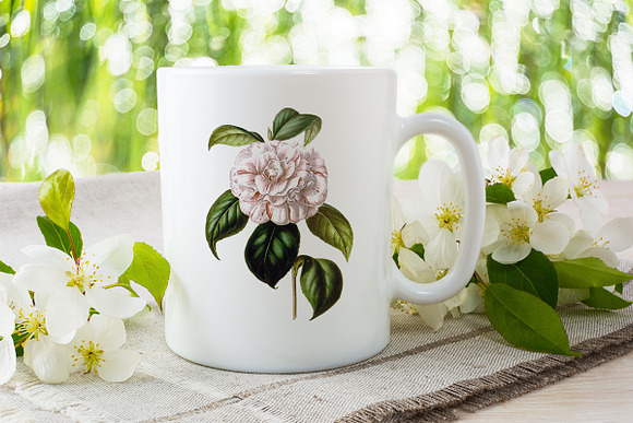 Camellia Pink Flowers in Illustrations - product preview 5