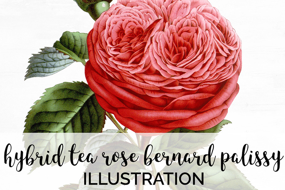 Roses Pink Roses in Illustrations - product preview 8
