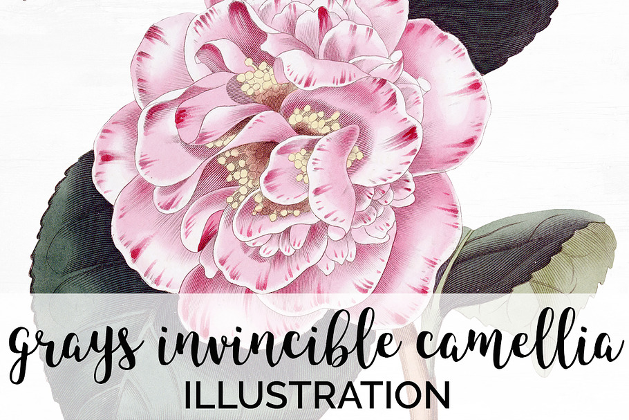 Camellia Pink Flowers in Illustrations - product preview 8