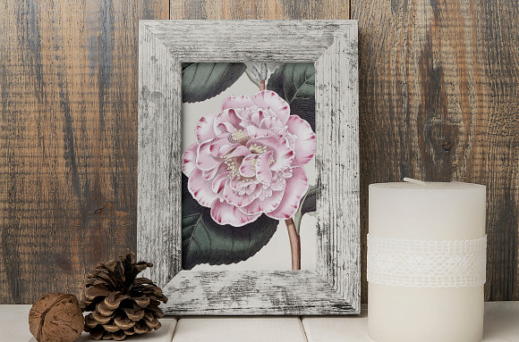 Camellia Pink Flowers in Illustrations - product preview 6