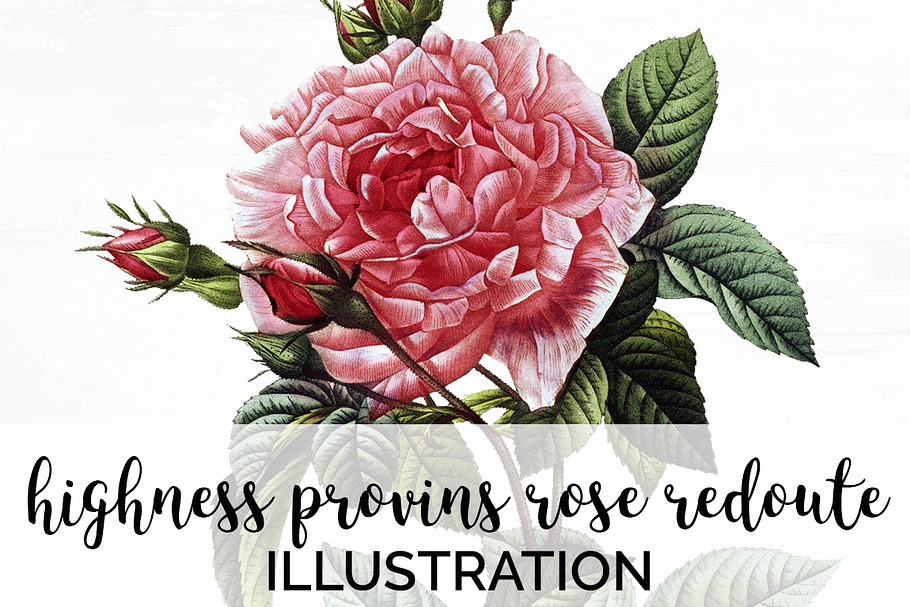 Roses Pink Roses in Illustrations - product preview 8