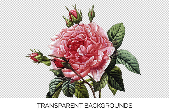 Roses Pink Roses in Illustrations - product preview 2