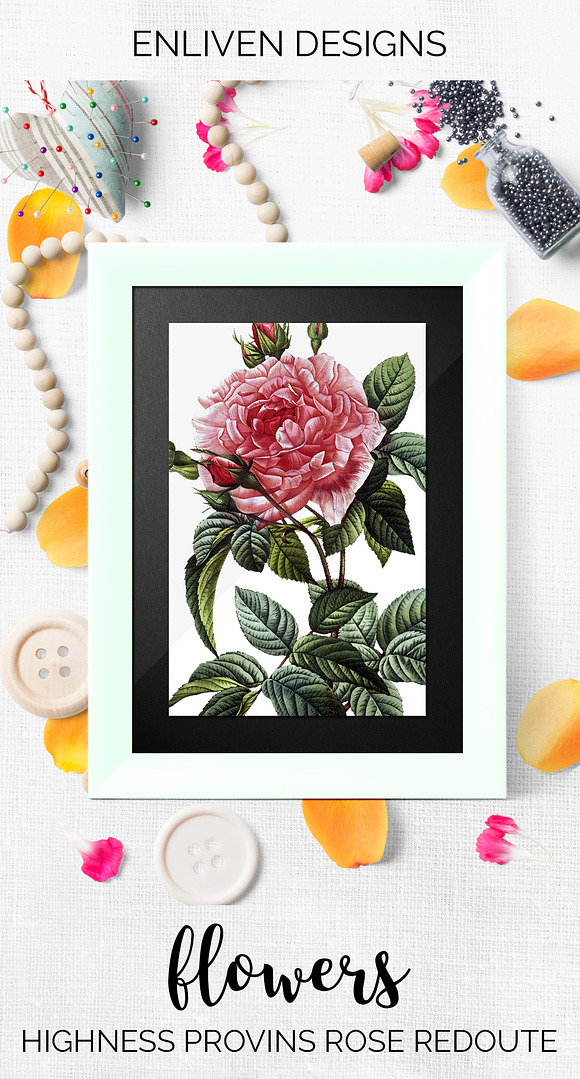 Roses Pink Roses in Illustrations - product preview 7