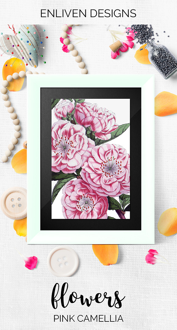 Camellia Pink Flowers in Illustrations - product preview 7