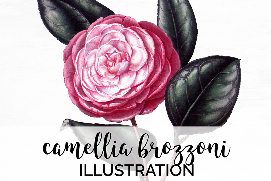 Camellia Pink Flowers in Illustrations - product preview 8