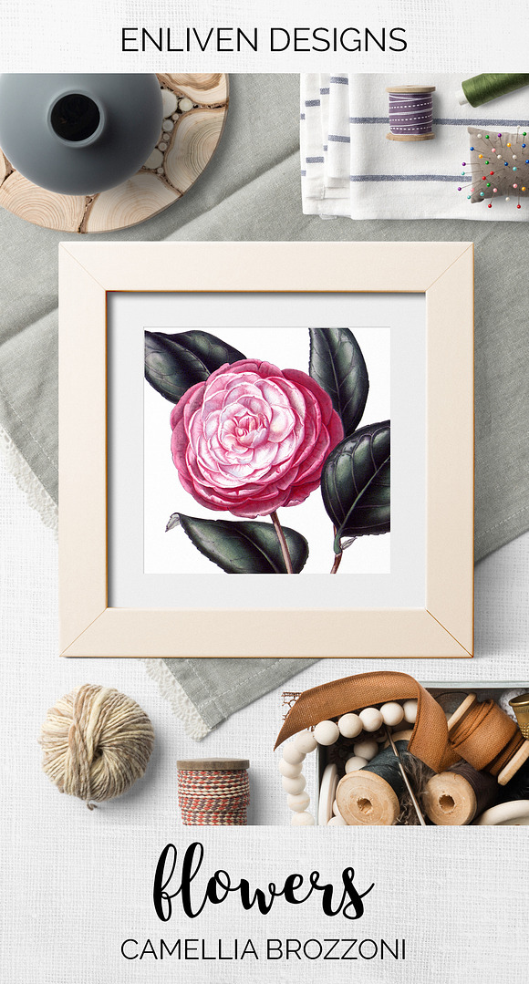 Camellia Pink Flowers in Illustrations - product preview 7