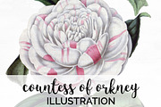 Countess of Orkney Vintage Flowers