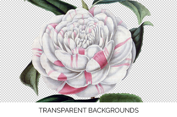 Countess of Orkney Vintage Flowers in Illustrations - product preview 2