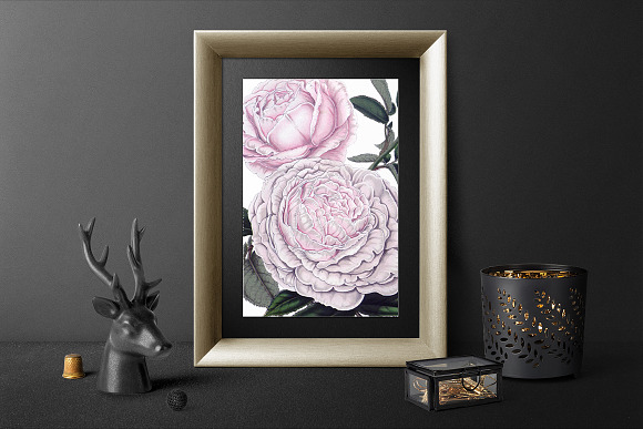 Roses Pink Roses in Illustrations - product preview 3