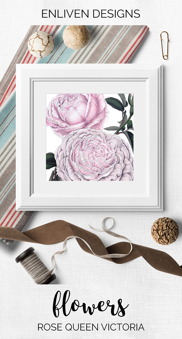 Roses Pink Roses in Illustrations - product preview 7