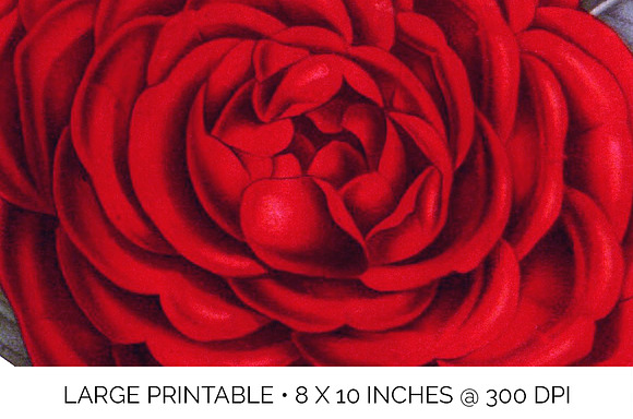 Roses Red Roses in Illustrations - product preview 4
