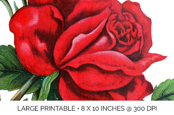Roses Red Roses in Illustrations - product preview 4
