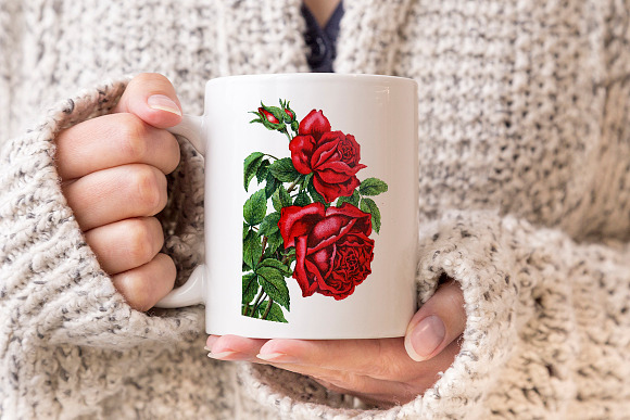 Roses Red Roses in Illustrations - product preview 5