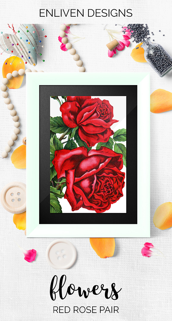 Roses Red Roses in Illustrations - product preview 7