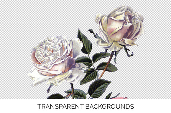 Bourbon Roses Vintage Flowers in Illustrations - product preview 2