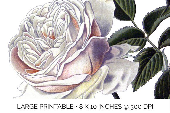 Bourbon Roses Vintage Flowers in Illustrations - product preview 4