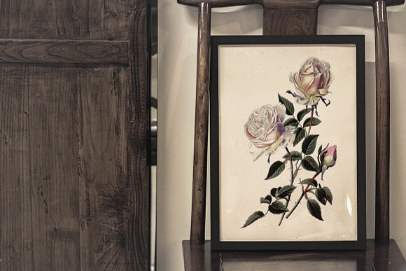 Bourbon Roses Vintage Flowers in Illustrations - product preview 5