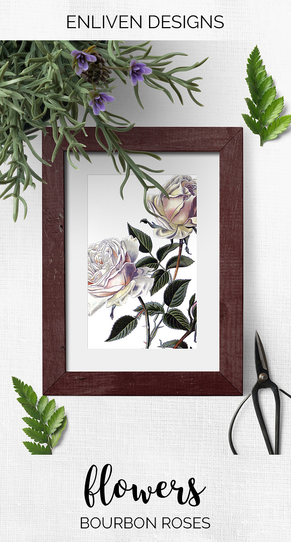 Bourbon Roses Vintage Flowers in Illustrations - product preview 7